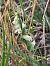 Spiranthes autumnalis  - Regis Galopin