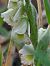 Spiranthes autumnalis  - Regis Galopin