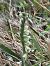 Spiranthes autumnalis © Regis Galopin