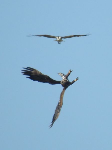 White-tailed Eagle  - Rainer Jellinek