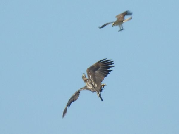 White-tailed Eagle  - Rainer Jellinek