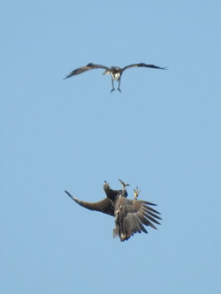 White-tailed Eagle  - Rainer Jellinek