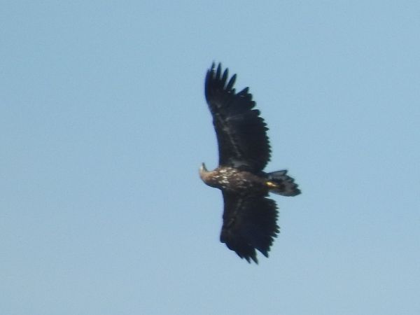 White-tailed Eagle  - Rainer Jellinek