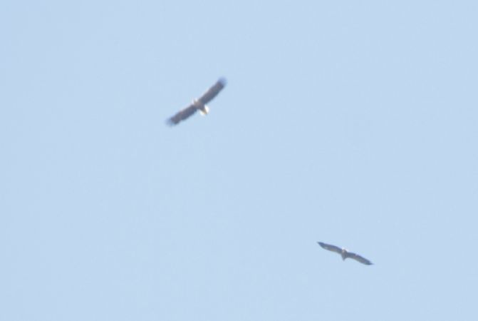 Pygargue à queue blanche  - Manuela Ziervogl