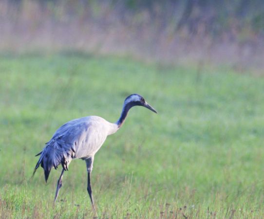 Common Crane  - Ernst Spychiger