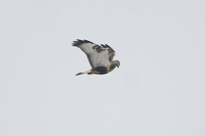 Raufußbussard  - Bernhard Zens