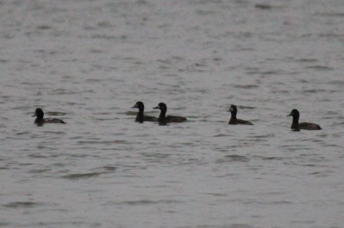 Greater Scaup  - Manuela Ziervogl