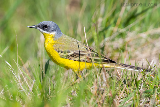 Bergeronnette d'Italie (ssp. cinereocapilla)  - Leander Khil