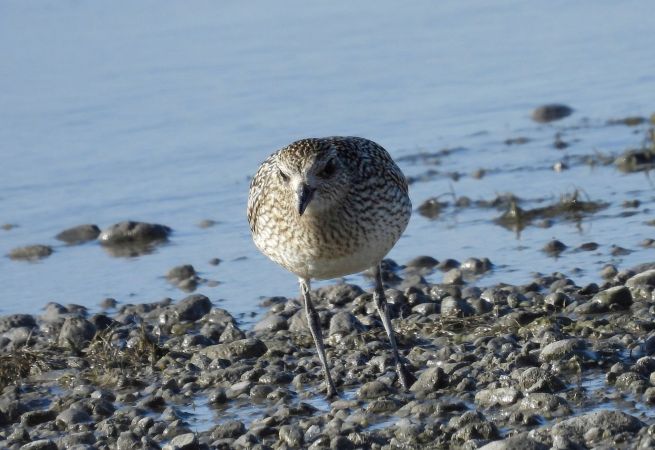 Grey Plover  - Franz Eibl