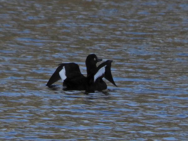 Velvet Scoter  - Peter Frühwirth