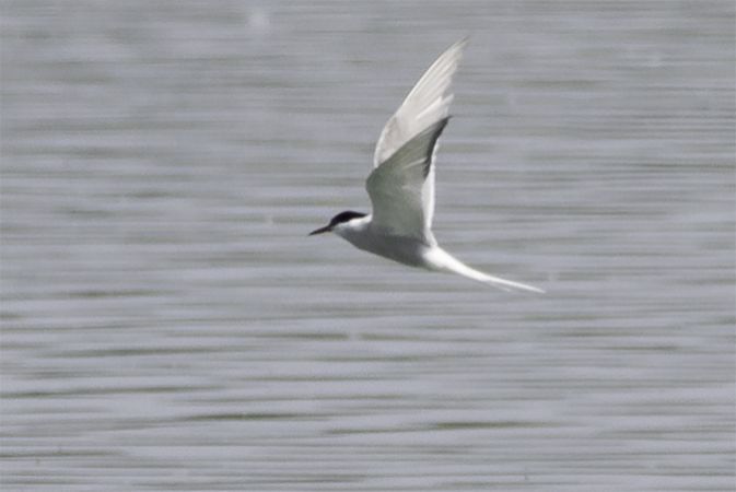 Arctic Tern  - Thomas & Christa Pumberger