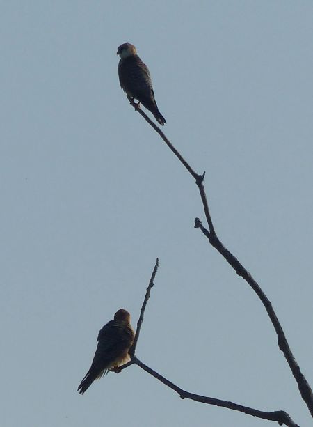 Red-footed Falcon  - Ilse Gerlach