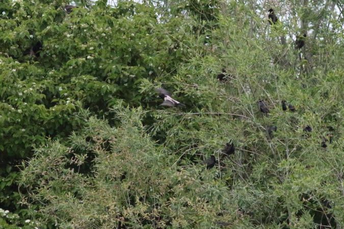 Rosy Starling  - Rupert Hafner