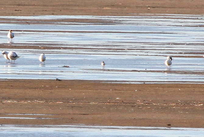 Little Tern  - Andreas Ranner