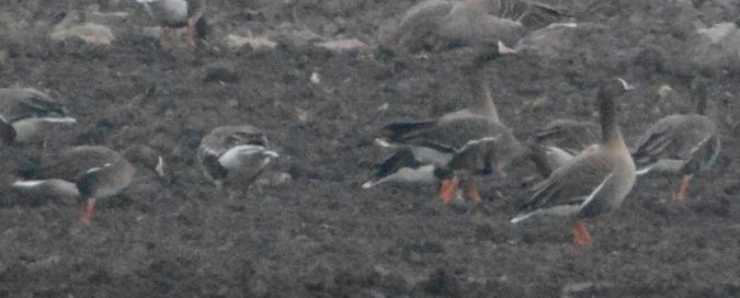 Lesser White-fronted Goose  - Nikolaus Filek