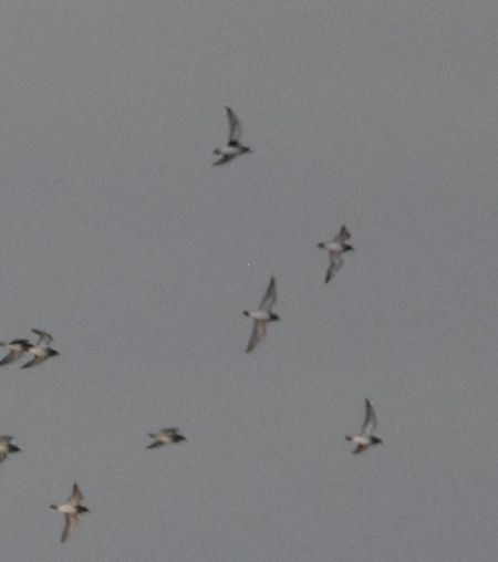 Grey Plover  - Philippe Loyoddin