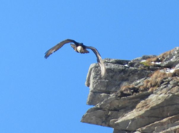 Bearded Vulture  - Laurenz Krisch