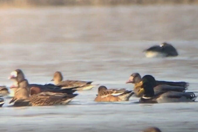 Oiseau indéterminé  - Jakob Vratny