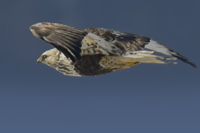 Raufußbussard  - Jürgen Prohaska-Hotze