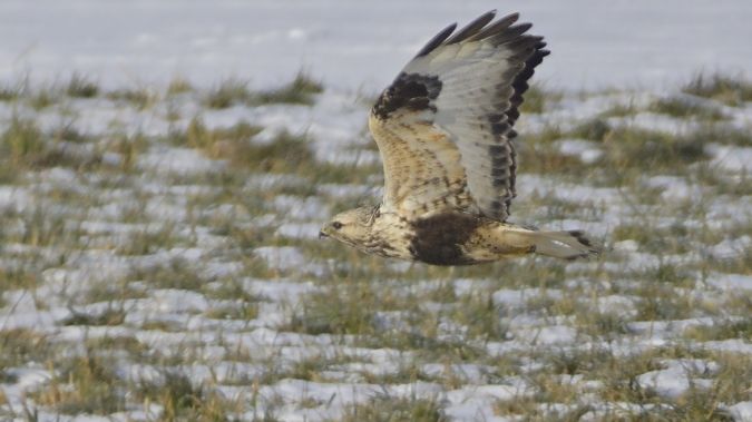 Rough-legged Buzzard  - Jürgen Prohaska-Hotze