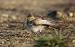 Mediterranean Short-toed Lark  - Richard Katzinger