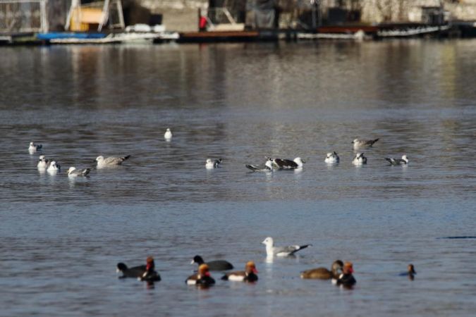 Great Black-backed Gull  - Rupert Hafner