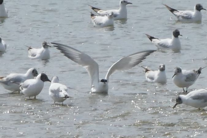 Gull-billed Tern  - Werner Zimmermann