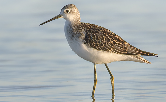 Marsh Sandpiper  - Jürgen Prohaska-Hotze