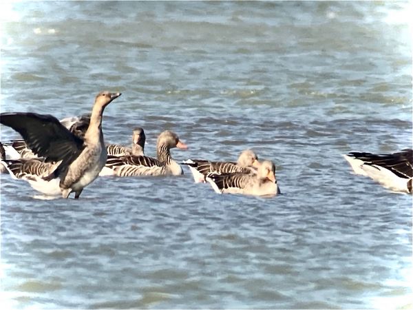 Tundra Bean Goose  - Thomas & Christa Pumberger