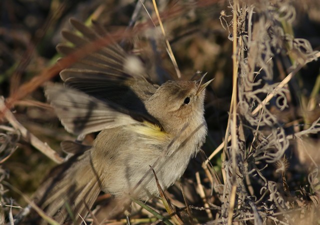 Pouillot de Sibérie  - Clemens Schlosser
