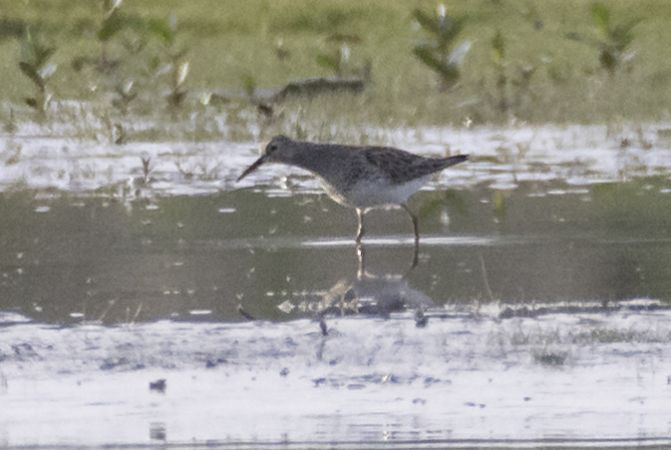 Pectoral Sandpiper  - Thomas & Christa Pumberger