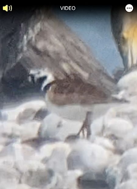 Ruddy Turnstone  - Matthias Hemprich