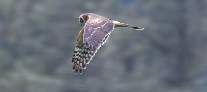 Steppenweihe  - Ingrid Bistan