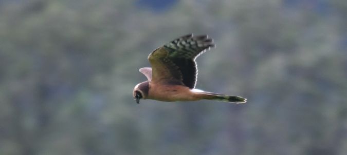 Busard pâle  - Ingrid Bistan