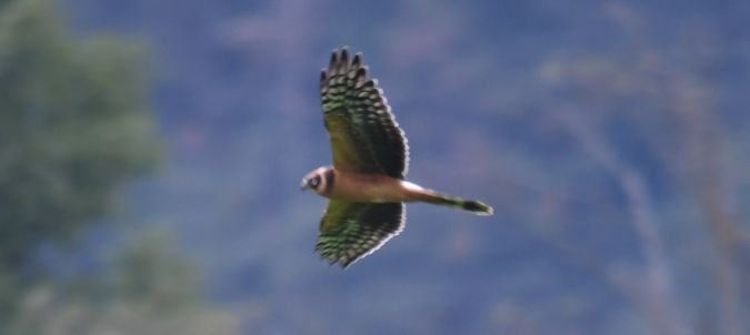 Busard pâle  - Ingrid Bistan