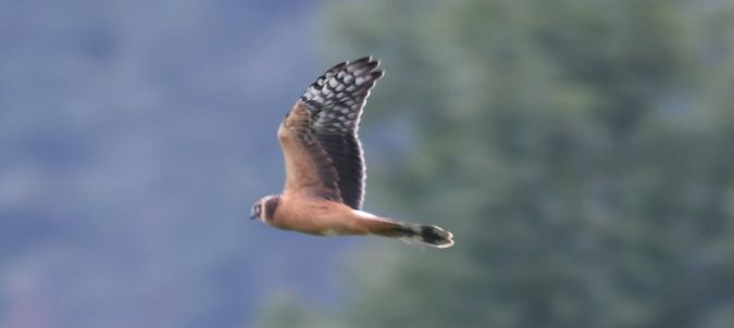 Busard pâle  - Ingrid Bistan