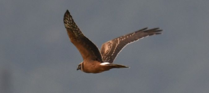 Busard pâle  - Ingrid Bistan