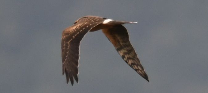 Busard pâle  - Ingrid Bistan