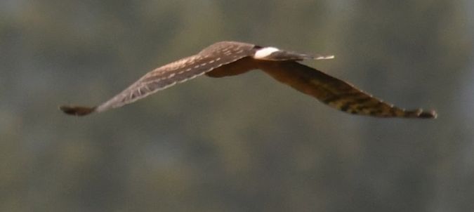 Busard pâle  - Ingrid Bistan