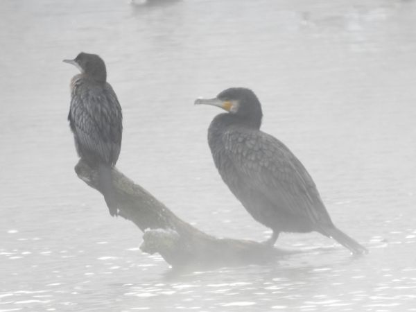 Cormoran pygmée  - Roger Jagersberger