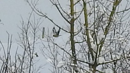 Oiseau indéterminé  - Florian Mayr