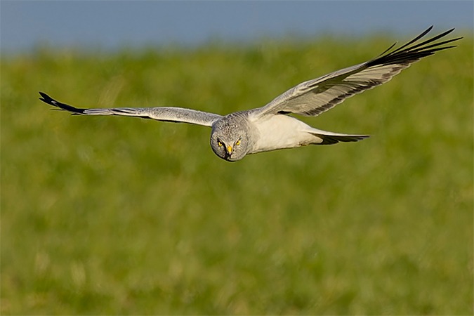 Hen Harrier  - Thomas & Christa Pumberger