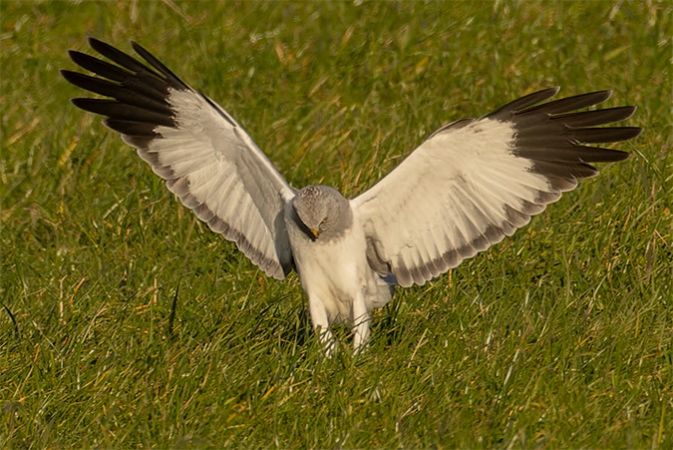 Busard Saint-Martin  - Thomas & Christa Pumberger