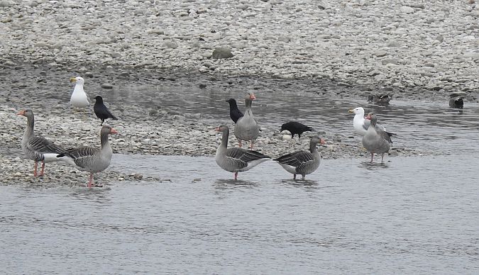 Mittelmeermöwe  - Florian Mayr
