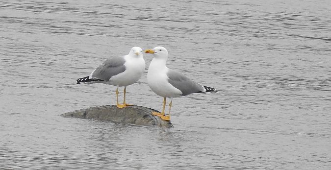 Goéland leucophée  - Florian Mayr