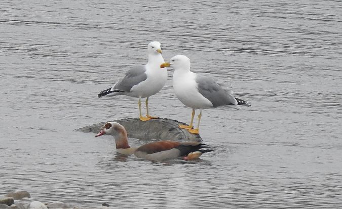 Goéland leucophée  - Florian Mayr
