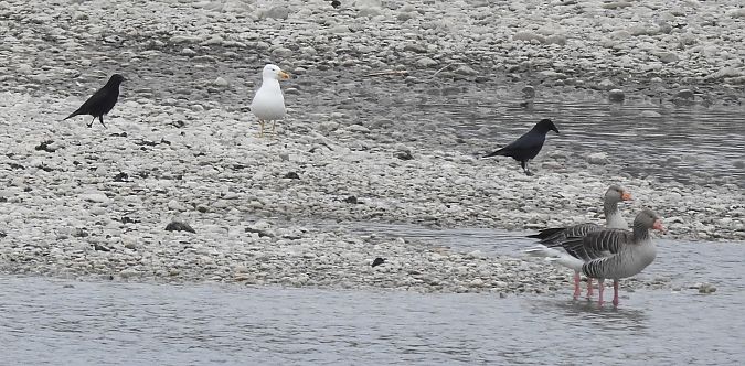 Goéland leucophée  - Florian Mayr