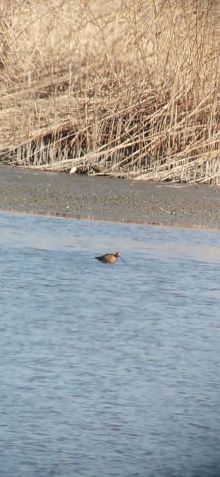 Black-tailed Godwit  - Johannes Jäger