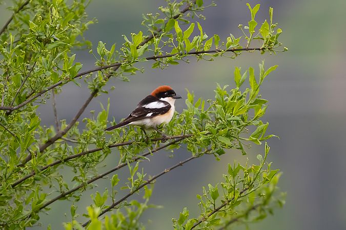 Pie-grièche à tête rousse 