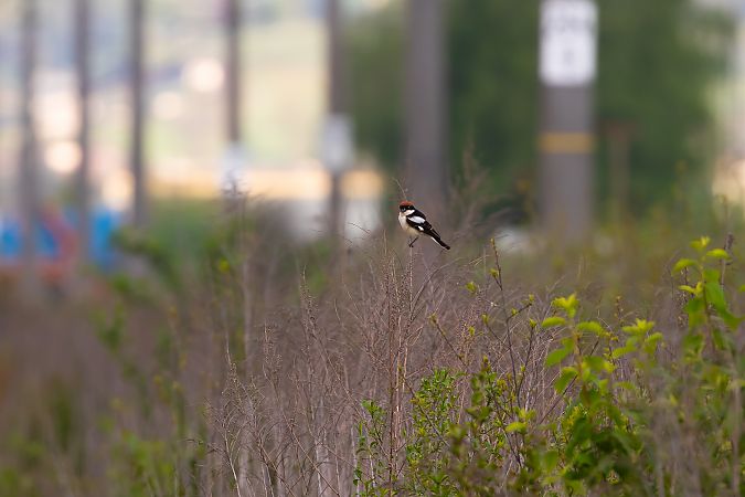 Pie-grièche à tête rousse 